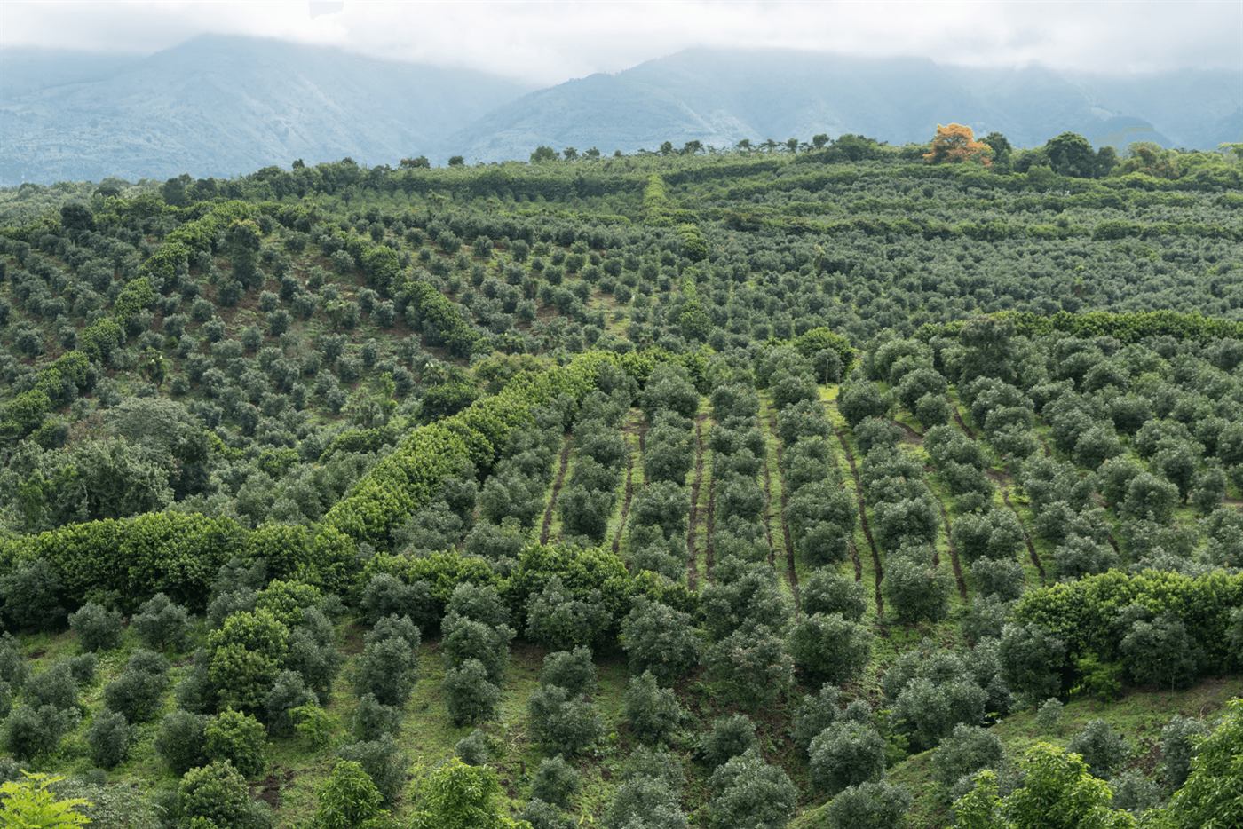 Avocado plantation across the Guatemalan highlands