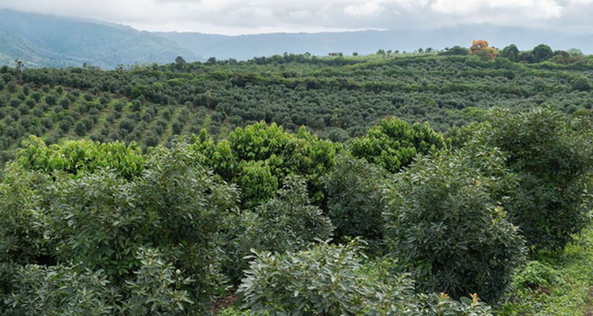 Gordian Hass avocado orchards in the highlands of Guatemala
